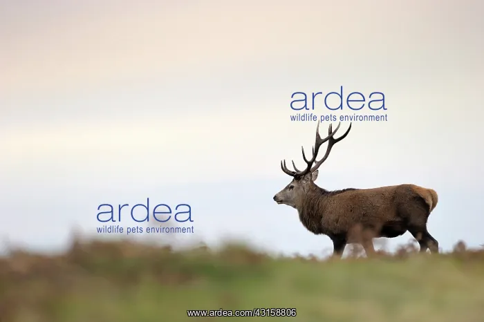 : Red Deer (Cervus elaphus) side view : Red Deer (Cervus elaphus) side view