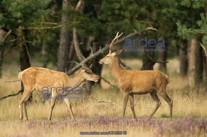 : Red Deer. A couple young Red Deers (Cerus elaphus) playfully discover each : Red Deer. A couple young Red Deers (Cerus elaphus) playfully discover each