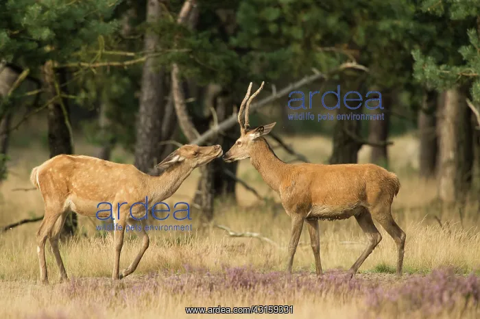  : Red Deer. A couple young Red Deers (Cerus elaphus) playfully discover each
