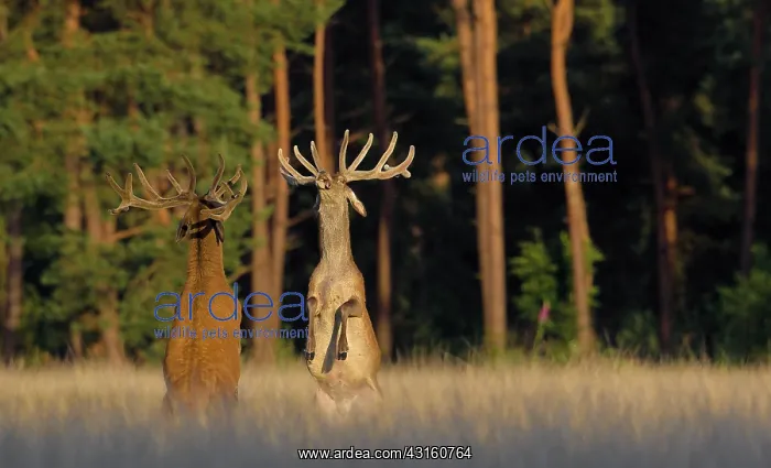 : Red Deer (Cervus elaphus) males standing on their hind legs while fighting : Red Deer (Cervus elaphus) males standing on their hind legs while fighting