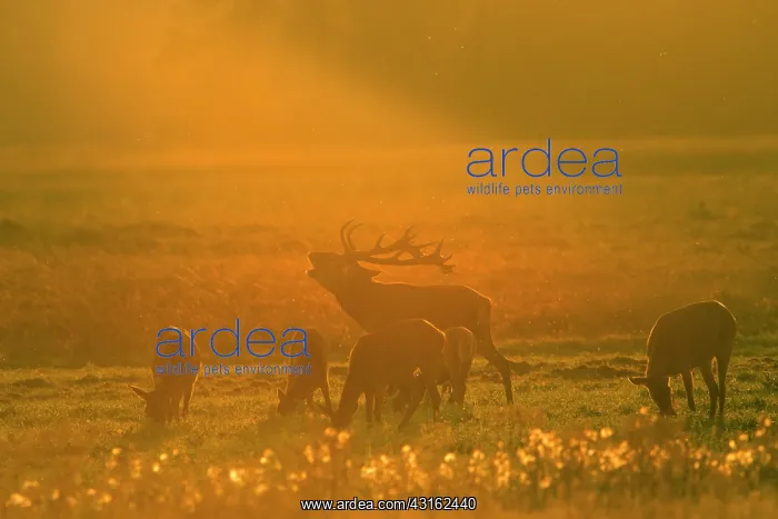 : Red Deer (Cervus elaphus) master stag belllowing in a grassland backlit : Red Deer (Cervus elaphus) master stag belllowing in a grassland backlit