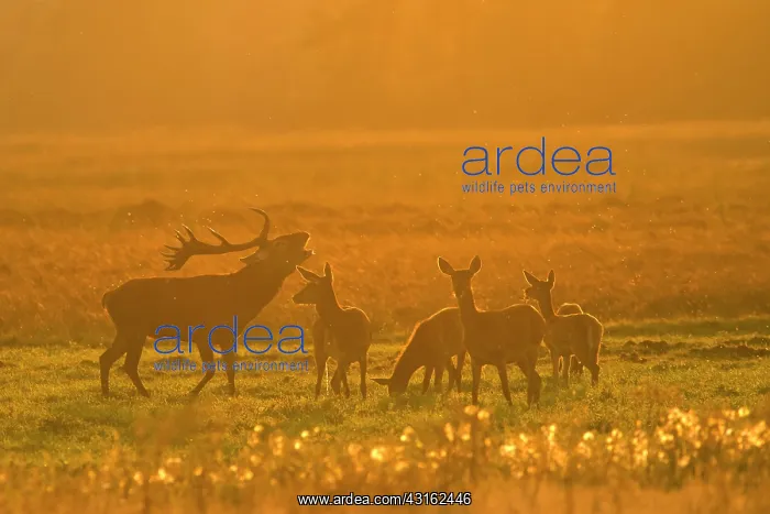 : Red Deer (Cervus elaphus) master stag belllowing in a backlit grassland : Red Deer (Cervus elaphus) master stag belllowing in a backlit grassland