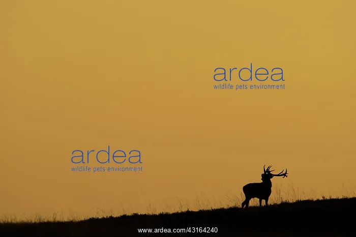 : Red Deer (Cervus elaphus) silhouette roaring by sunset : Red Deer (Cervus elaphus) silhouette roaring by sunset