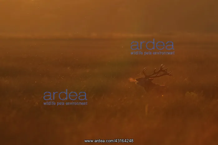 : Red Deer (Cervus elaphus) male roaring in late night sun : Red Deer (Cervus elaphus) male roaring in late night sun