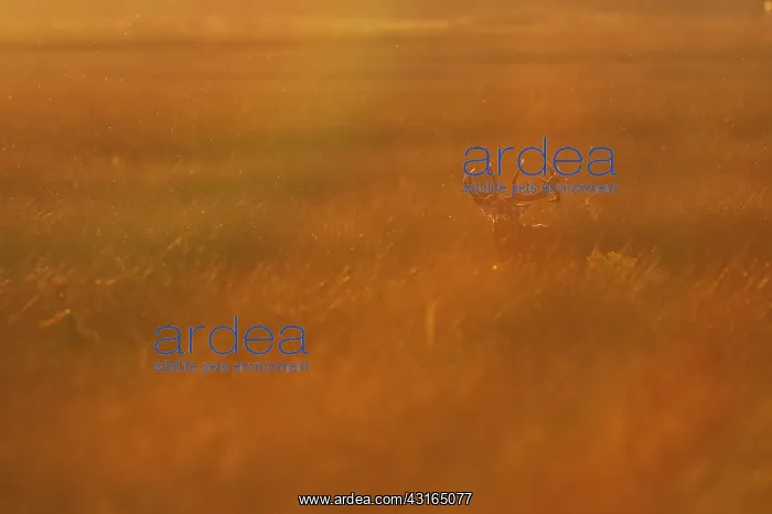 : Red Deer (Cervus elaphus) roaring in back light at sunset : Red Deer (Cervus elaphus) roaring in back light at sunset
