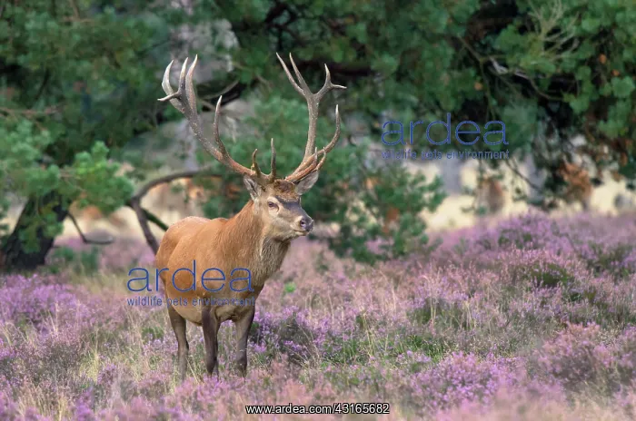 : Red Deer. Red deer (Cervus Elaphus) standing in heathland : Red Deer. Red deer (Cervus Elaphus) standing in heathland