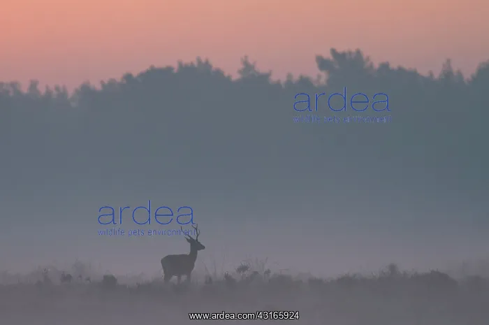 : Red Deer. Sub-adult male Red Deer (Cervus elaphus) standing on a hill ridge at dawn : Red Deer. Sub-adult male Red Deer (Cervus elaphus) standing on a hill ridge at dawn