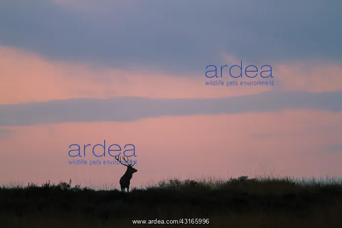 : Red Deer (Cervus elaphus) stag standing in field against the red of dawn : Red Deer (Cervus elaphus) stag standing in field against the red of dawn