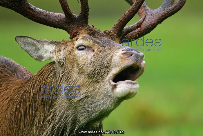 : Red Deer (Cervus elaphus) adult stag bellowing : Red Deer (Cervus elaphus) adult stag bellowing