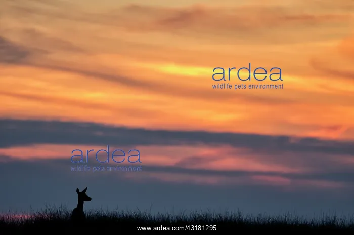 : Red Deer (Cervus elaphus) adult female standing in grassland at sunset : Red Deer (Cervus elaphus) adult female standing in grassland at sunset