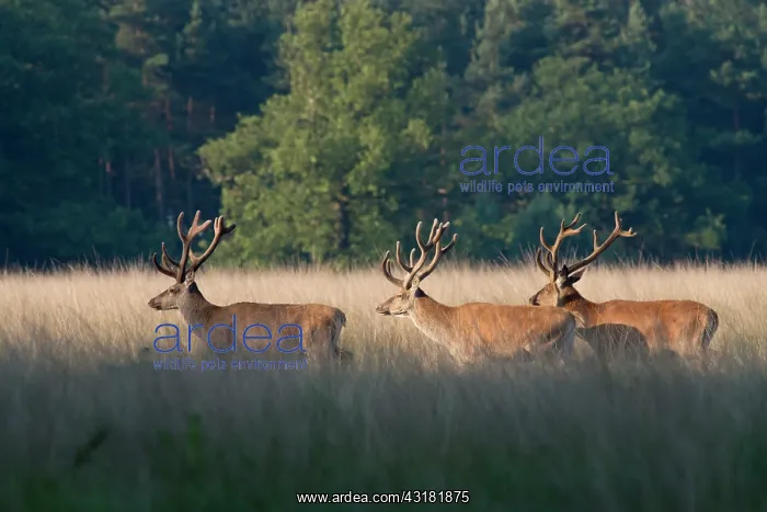 : Red Deer. Three sunlit Red Deer (Cervus elaphus) with velvet antlers walking : Red Deer. Three sunlit Red Deer (Cervus elaphus) with velvet antlers walking