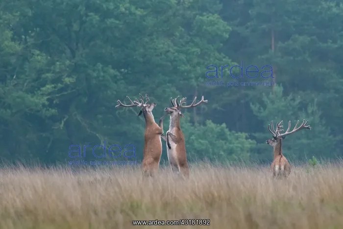 : Red Deer. Two male Red Deer (Cervus elaphus) with velvet antlers boxing : Red Deer. Two male Red Deer (Cervus elaphus) with velvet antlers boxing