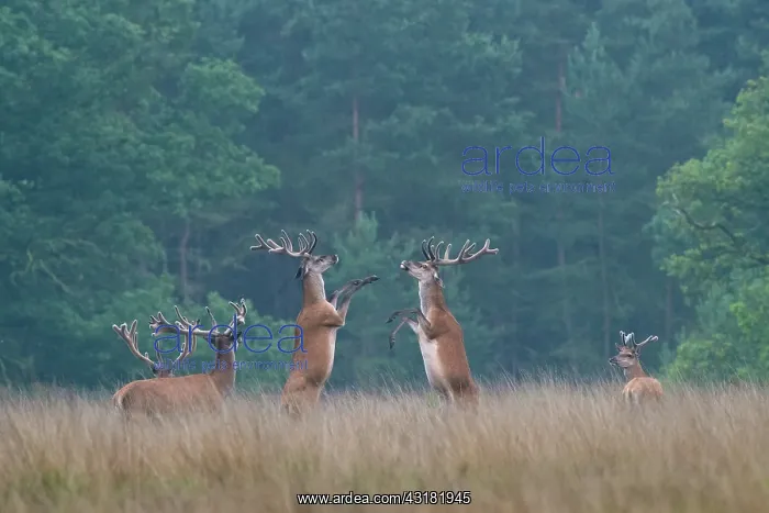 : Red Deer. Two male Red Deer (Cervus elaphus) with velvet antlers boxing : Red Deer. Two male Red Deer (Cervus elaphus) with velvet antlers boxing