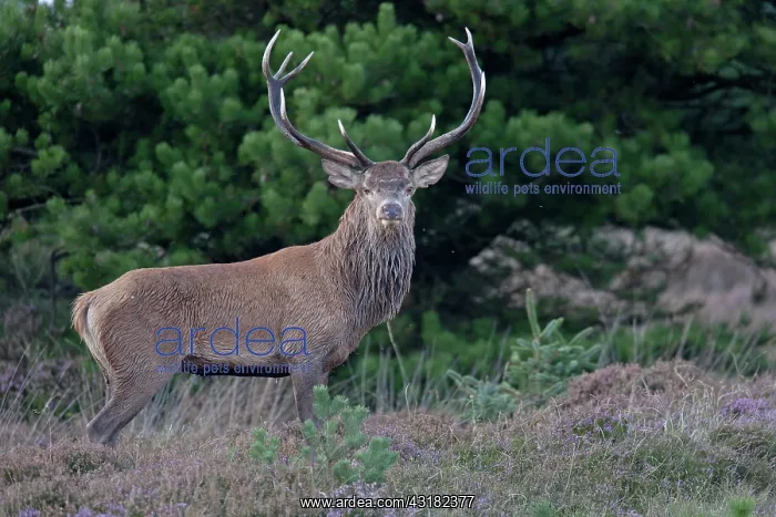: Red Deer (Cervus elaphus) stag in heathland : Red Deer (Cervus elaphus) stag in heathland