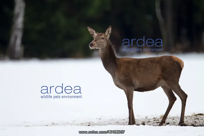 : Red Deer (Cervus elaphus) hind standing on a snowy forest meadow : Red Deer (Cervus elaphus) hind standing on a snowy forest meadow