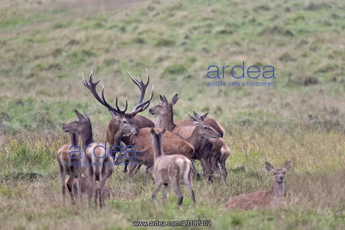 : Red Deer (Cervus elaphus) stag impressing hind in before copulation : Red Deer (Cervus elaphus) stag impressing hind in before copulation