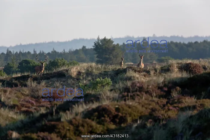 : Red Deer (Cervus elaphus) stag : Red Deer (Cervus elaphus) stag