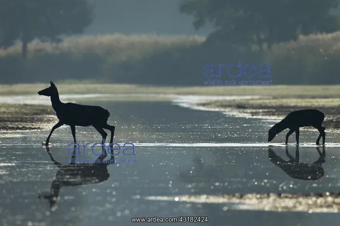 : Red Deer (Cervus elaphus) hind and calf with reflection crossing a small river at dawn : Red Deer (Cervus elaphus) hind and calf with reflection crossing a small river at dawn