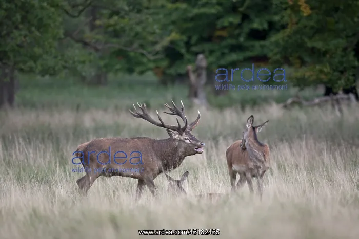 : Red Deer (Cervus elaphus) stag belling with two hinds in a meadow : Red Deer (Cervus elaphus) stag belling with two hinds in a meadow