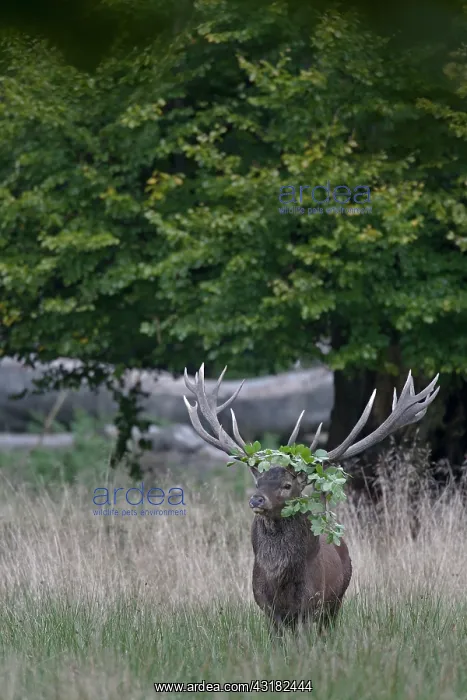 : Red Deer (Cervus elaphus) stag with a beech branch on his antlers : Red Deer (Cervus elaphus) stag with a beech branch on his antlers