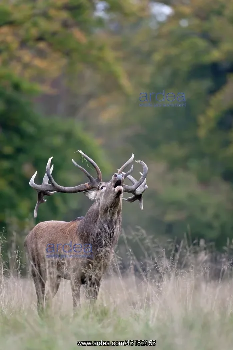 : Red Deer (Cervus elaphus) stag belling : Red Deer (Cervus elaphus) stag belling