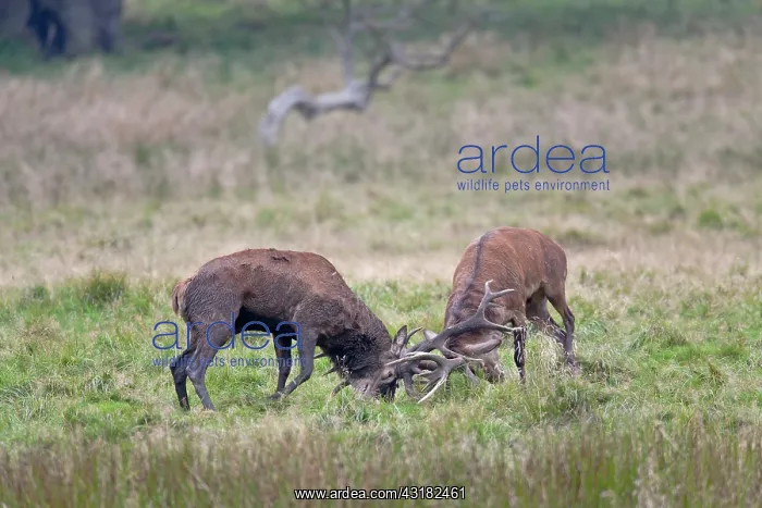 : Red Deer (Cervus elaphus) stags fighting : Red Deer (Cervus elaphus) stags fighting