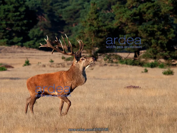 : Red Deer. Male Red deer (Cervus elaphus) at moor : Red Deer. Male Red deer (Cervus elaphus) at moor
