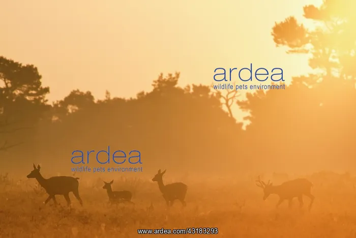  : Red Deer. Four Red Deer (Cervus elaphus) walking by in the early light of the morning sun