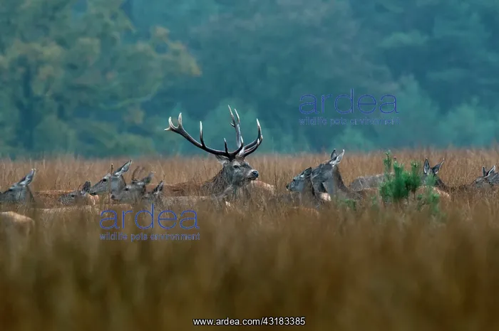 : Red Deer (Cervus elaphus) stag and his herd in high grass on a rainy morning : Red Deer (Cervus elaphus) stag and his herd in high grass on a rainy morning