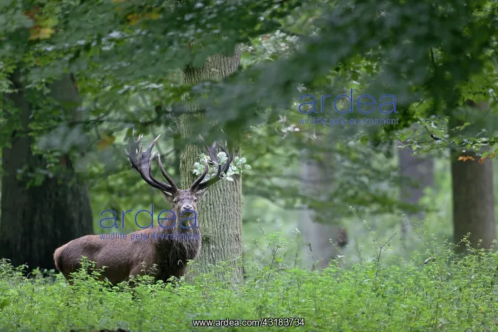 : Red Deer (Cervus elaphus) stag standing in a forest with a beech branch in his antler : Red Deer (Cervus elaphus) stag standing in a forest with a beech branch in his antler