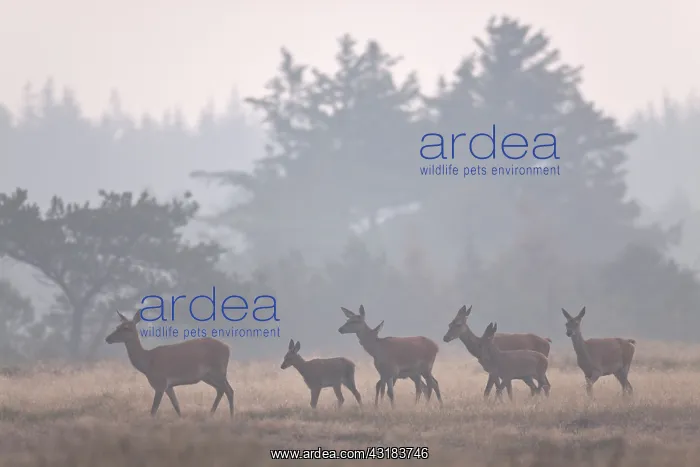 : Red Deer. Group of Red Deer (Cervus elaphus) hinds and calfs migrating in heath at dawn : Red Deer. Group of Red Deer (Cervus elaphus) hinds and calfs migrating in heath at dawn
