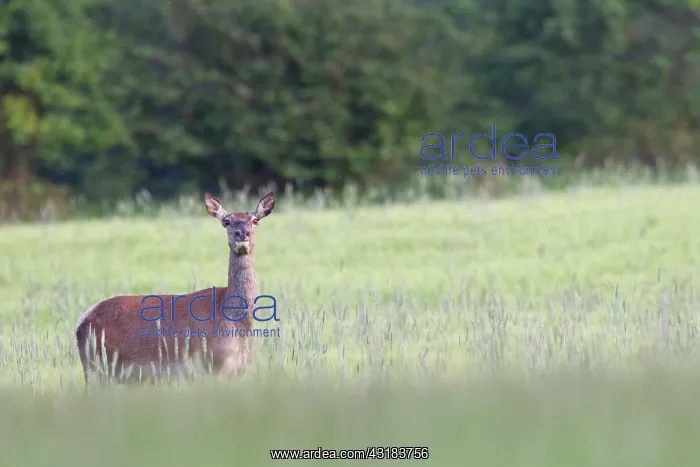  : Red Deer (Cervus elaphus) hind in summer coat standing in a rye field