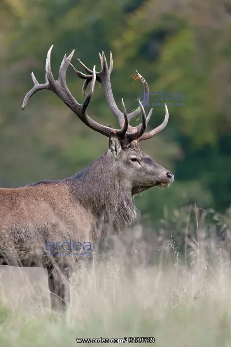: Red Deer. Portrait of a Red Deer (Cervus elaphus) stag : Red Deer. Portrait of a Red Deer (Cervus elaphus) stag