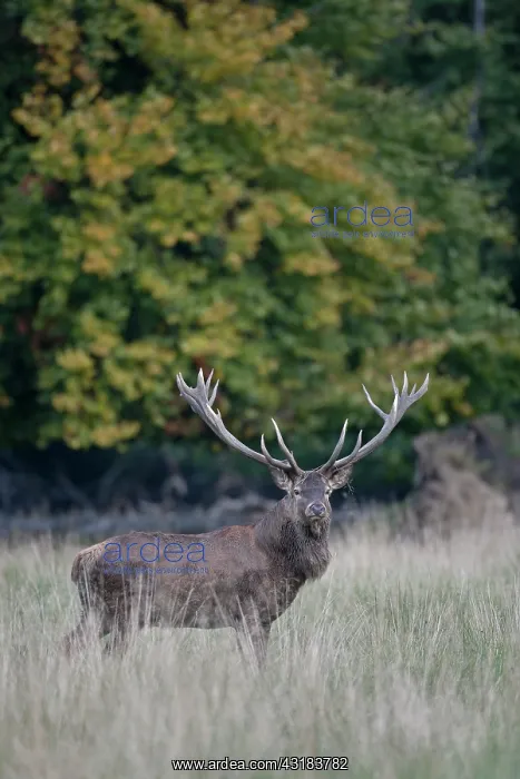 : Red Deer (Cervus elaphus) stag standing in a meadow : Red Deer (Cervus elaphus) stag standing in a meadow