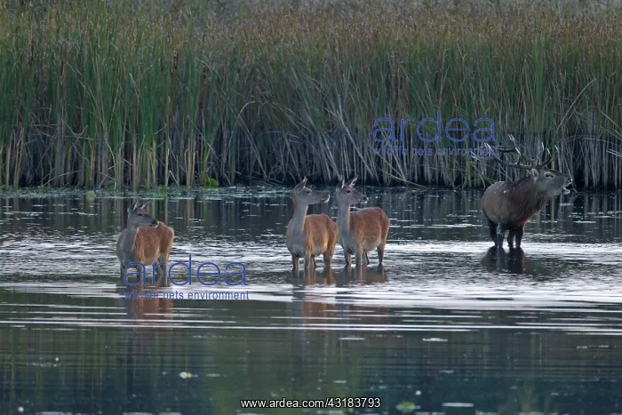 : Red Deer (Cervus elaphus) stag and hinds crossing a pond in dusk : Red Deer (Cervus elaphus) stag and hinds crossing a pond in dusk