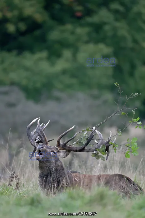 : Red Deer (Cervus elaphus) stag belling in a meadow with an alder branch in his antlers : Red Deer (Cervus elaphus) stag belling in a meadow with an alder branch in his antlers