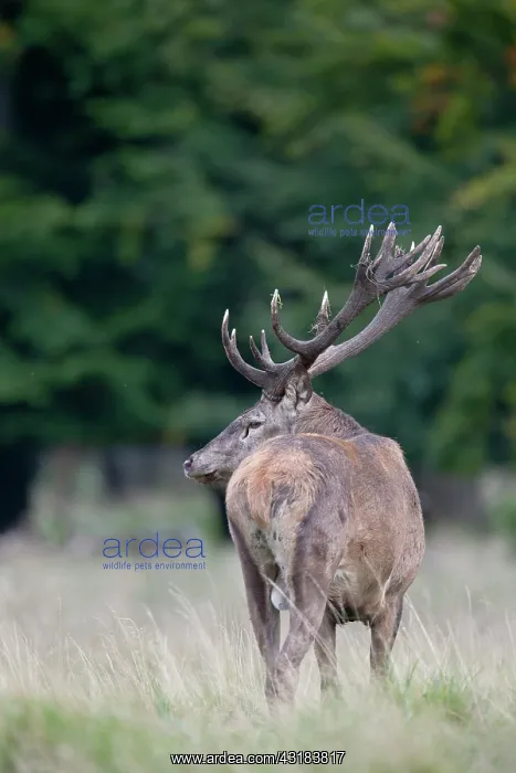 : Red Deer (Cervus elaphus) stag standing in a meadow during rutting season : Red Deer (Cervus elaphus) stag standing in a meadow during rutting season