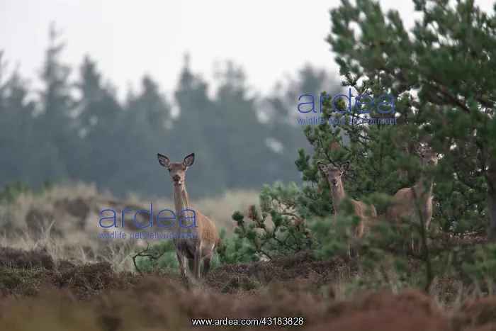 : Red Deer (Cervus elaphus) hinds and calf in heath : Red Deer (Cervus elaphus) hinds and calf in heath
