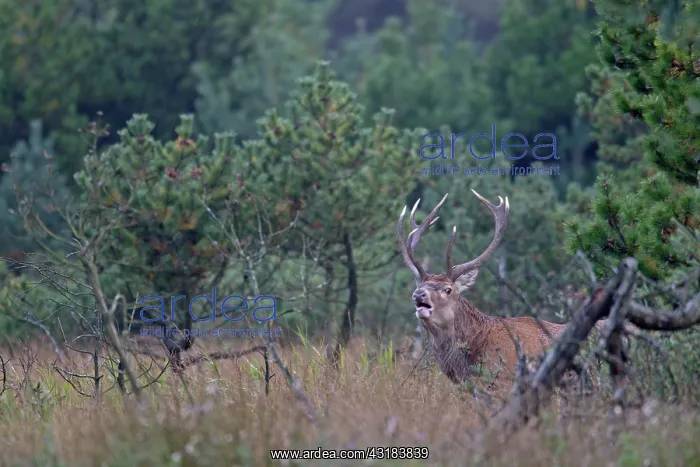: Red Deer (Cervus elaphus) stag roaring and standing in heavy rain on a forest meadow : Red Deer (Cervus elaphus) stag roaring and standing in heavy rain on a forest meadow