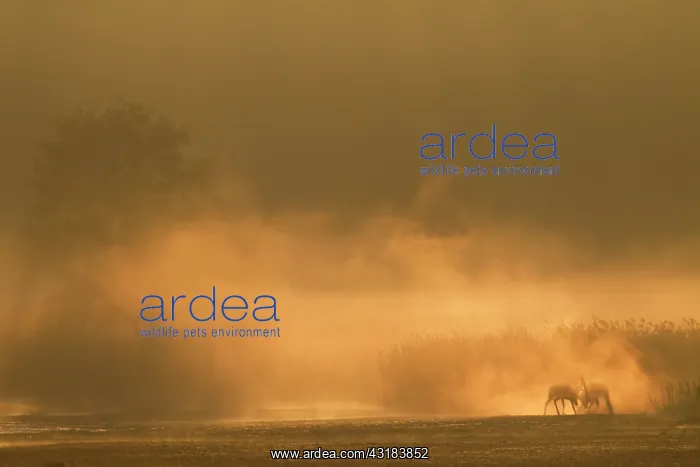 : Red Deer (Cervus elaphus) stags fighting at a reed belt in dawn : Red Deer (Cervus elaphus) stags fighting at a reed belt in dawn