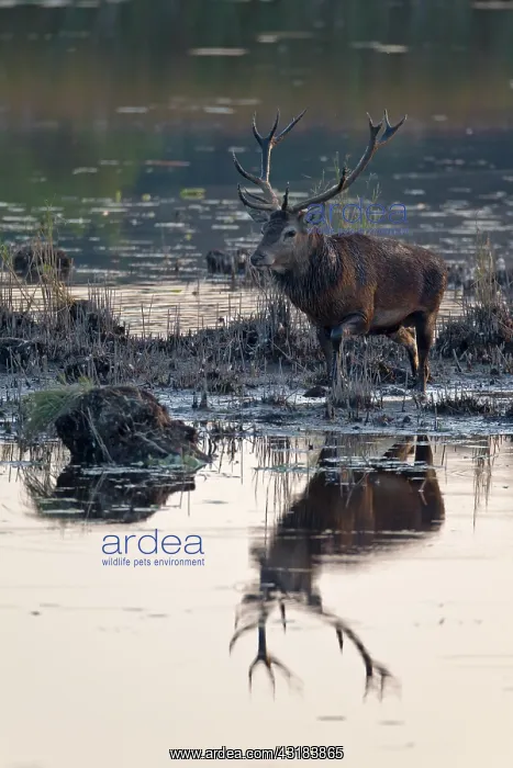 : Red Deer (Cervus elaphus) stag with reflection crossing a pond : Red Deer (Cervus elaphus) stag with reflection crossing a pond