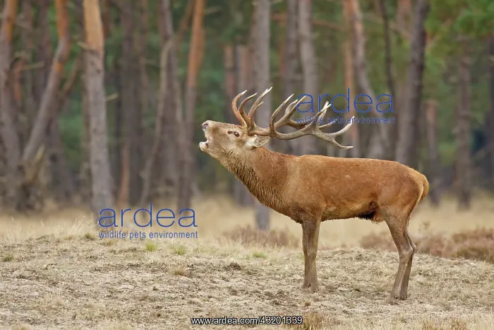  : Red Deer. Red deer(Cervus Elaphus) burling