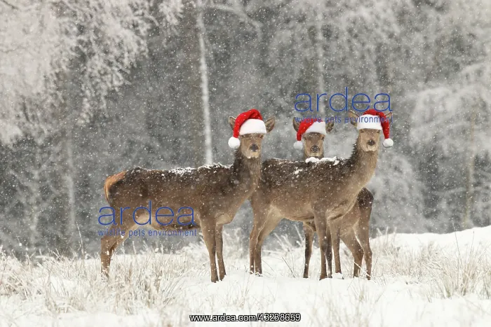 : Red Deer females in snow wearing Christmas hats Digital Manipulation: Hats PAB : Red Deer females in snow wearing Christmas hats Digital Manipulation: Hats PAB