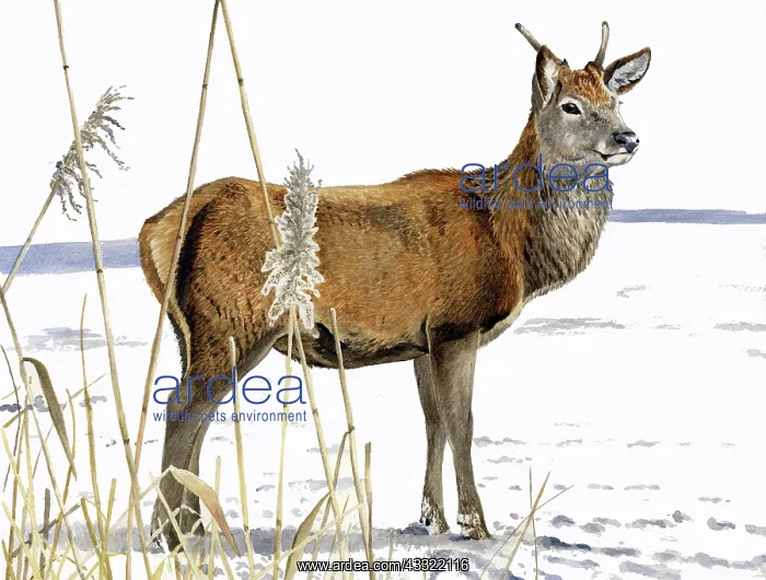  : Red Deer. Red deer (Cervus elaphus) young male in winter