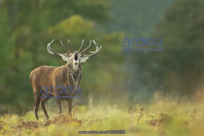 : Red Deer (Cervus elaphus) stag roaring during rutting season : Red Deer (Cervus elaphus) stag roaring during rutting season