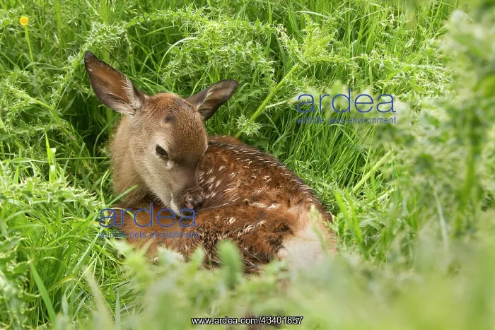  : Red Deer newly born calf