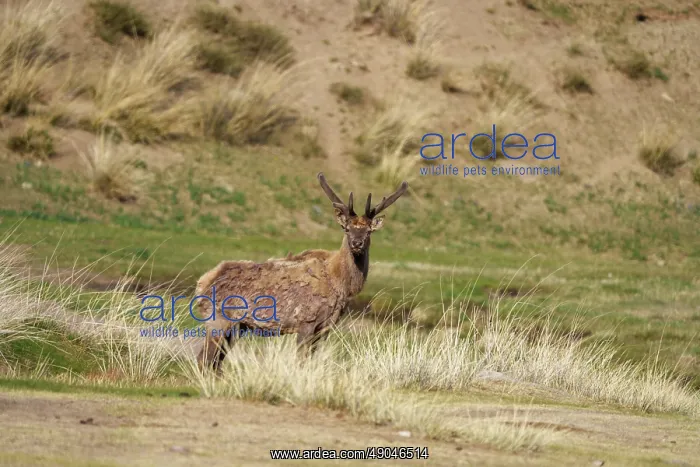 : RED DEER. Asie, Mongolie, Parc national Hustai, i Cerf rouge ouu Cerf élaphe : RED DEER. Asie, Mongolie, Parc national Hustai, i Cerf rouge ouu Cerf élaphe