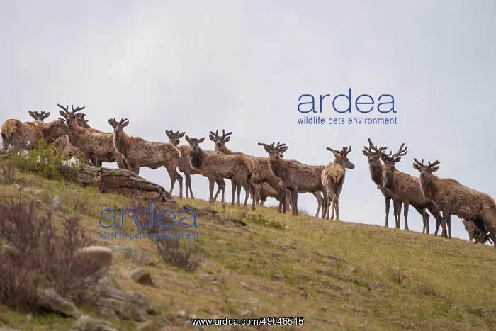 : RED DEER. Asie, Mongolie, Parc national Hustai, i Cerf rouge ouu Cerf élaphe : RED DEER. Asie, Mongolie, Parc national Hustai, i Cerf rouge ouu Cerf élaphe