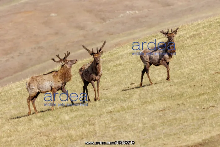 : RED DEER. Asie, Mongolie, Parc national Hustai, i Cerf rouge ouu Cerf élaphe : RED DEER. Asie, Mongolie, Parc national Hustai, i Cerf rouge ouu Cerf élaphe