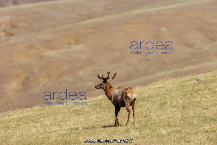 : RED DEER. Asie, Mongolie, Parc national Hustai, i Cerf rouge ouu Cerf élaphe : RED DEER. Asie, Mongolie, Parc national Hustai, i Cerf rouge ouu Cerf élaphe